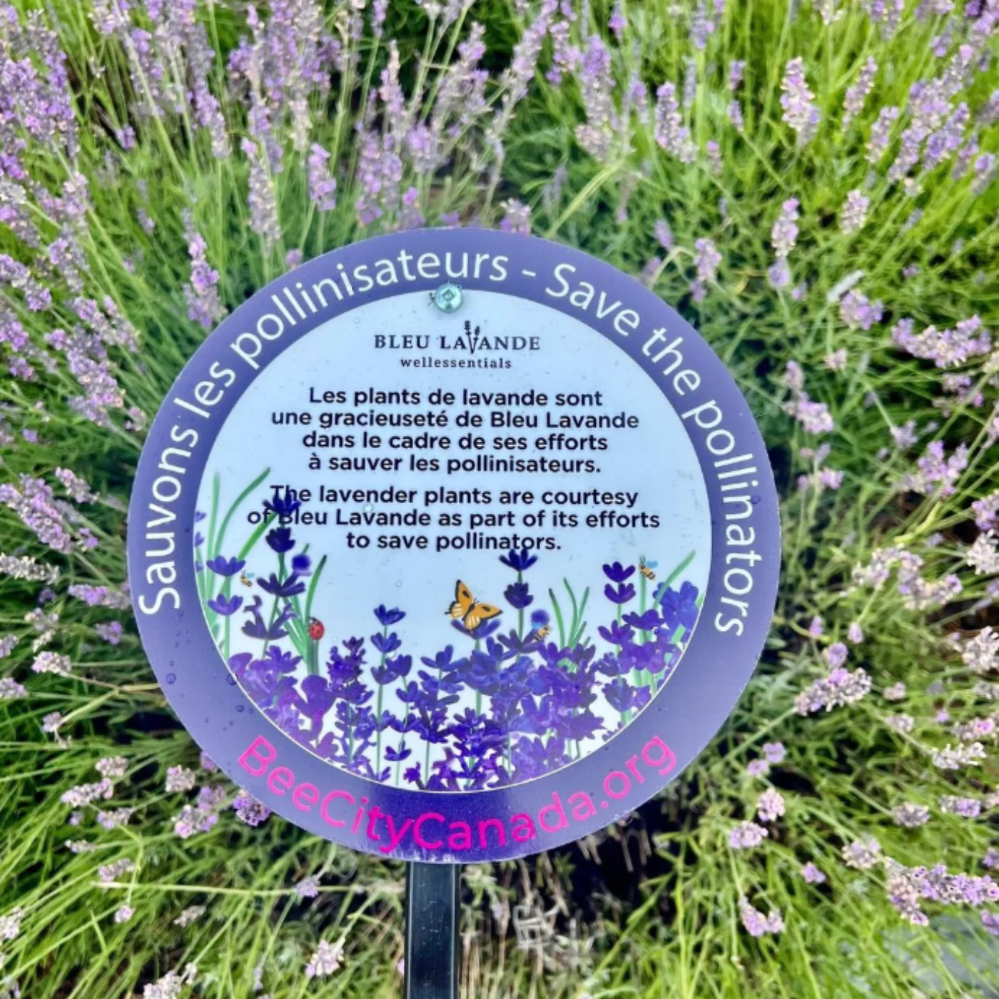 Bleu lavande, une pancarte informative sur la pollinisation Bleu lavande, une pancarte informative sur la pollinisation